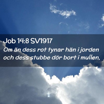Picture 02 - Job 14:8 SV1917 - Om än dess rot tynar hän i jorden och dess - Bible Verse Picture