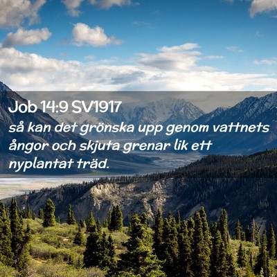 Picture 02 - Job 14:9 SV1917 - så kan det grönska upp genom vattnets ångor - Bible Verse Picture