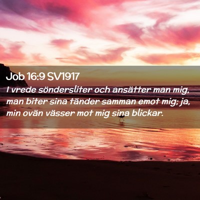 Picture 02 - Job 16:9 SV1917 - I vrede söndersliter och ansätter man mig, man - Bible Verse Picture