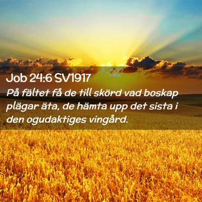 Picture 02 - Job 24:6 SV1917 - På fältet få de till skörd vad boskap plägar - Bible Verse Picture