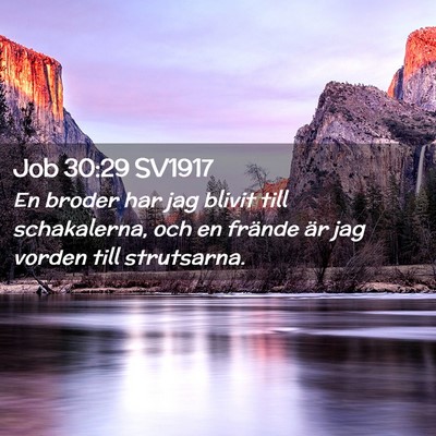 Picture 02 - Job 30:29 SV1917 - En broder har jag blivit till schakalerna, och en - Bible Verse Picture