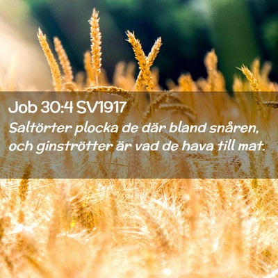 Picture 02 - Job 30:4 SV1917 - Saltörter plocka de där bland snåren, och - Bible Verse Picture