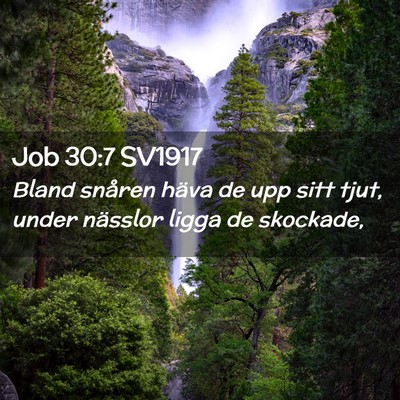 Picture 02 - Job 30:7 SV1917 - Bland snåren häva de upp sitt tjut, under - Bible Verse Picture