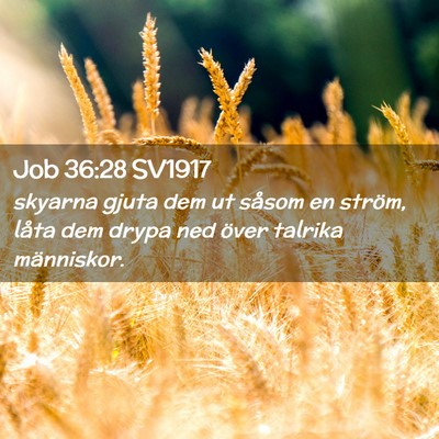 Picture 02 - Job 36:28 SV1917 - skyarna gjuta dem ut såsom en ström, låta dem - Bible Verse Picture