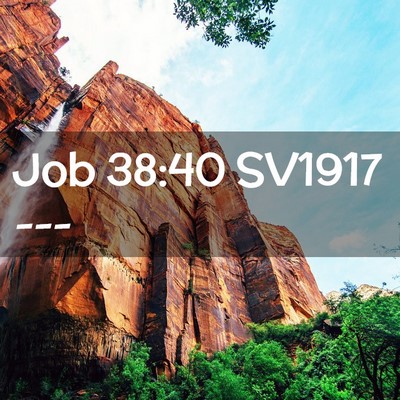 Picture 02 - Job 38:40 SV1917 -  - Bible Verse Picture