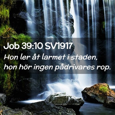 Picture 02 - Job 39:10 SV1917 - Hon ler åt larmet i staden, hon hör ingen - Bible Verse Picture