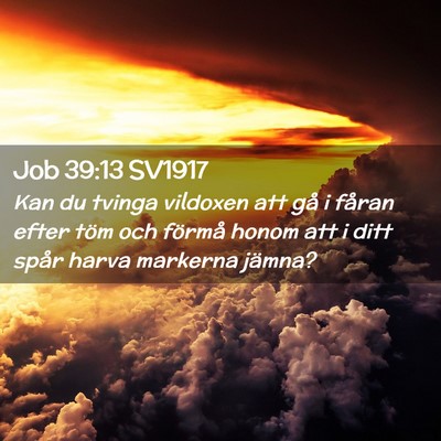 Picture 02 - Job 39:13 SV1917 - Kan du tvinga vildoxen att gå i fåran efter - Bible Verse Picture