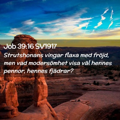 Picture 02 - Job 39:16 SV1917 - Strutshonans vingar flaxa med fröjd, men vad - Bible Verse Picture