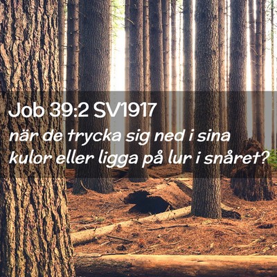 Picture 02 - Job 39:2 SV1917 - när de trycka sig ned i sina kulor eller ligga - Bible Verse Picture