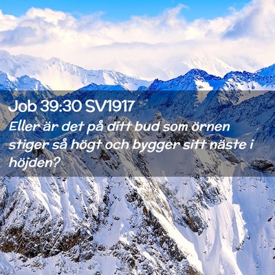 Picture 02 - Job 39:30 SV1917 - Eller är det på ditt bud som örnen stiger så - Bible Verse Picture