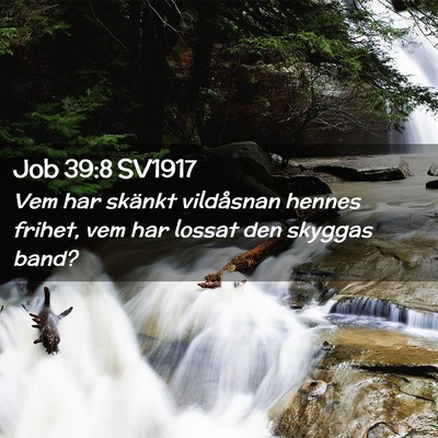 Picture 02 - Job 39:8 SV1917 - Vem har skänkt vildåsnan hennes frihet, vem har - Bible Verse Picture