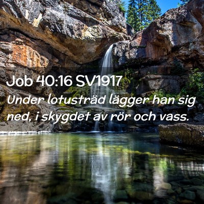 Picture 02 - Job 40:16 SV1917 - Under lotusträd lägger han sig ned, i skygdet - Bible Verse Picture