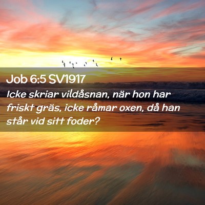 Picture 02 - Job 6:5 SV1917 - Icke skriar vildåsnan, när hon har friskt - Bible Verse Picture