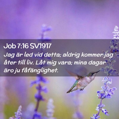 Picture 02 - Job 7:16 SV1917 - Jag är led vid detta; aldrig kommer jag åter - Bible Verse Picture