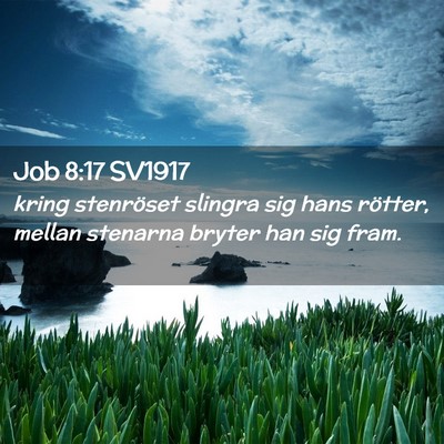 Picture 02 - Job 8:17 SV1917 - kring stenröset slingra sig hans rötter, mellan - Bible Verse Picture