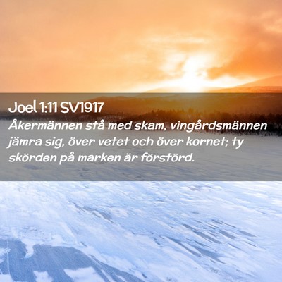 Picture 02 - Joel 1:11 SV1917 - Åkermännen stå med skam, vingårdsmännen - Bible Verse Picture