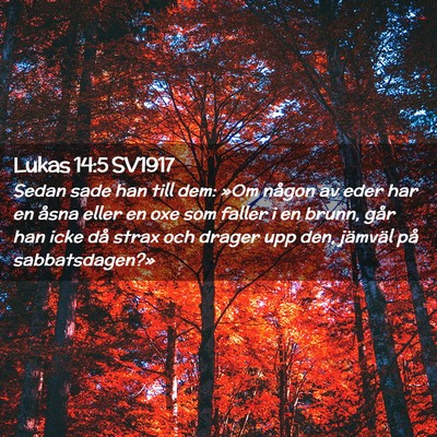 Picture 02 - Lukas 14:5 SV1917 - Sedan sade han till dem: »Om någon av eder har - Bible Verse Picture