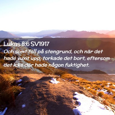 Picture 02 - Lukas 8:6 SV1917 - Och somt föll på stengrund, och när det hade - Bible Verse Picture