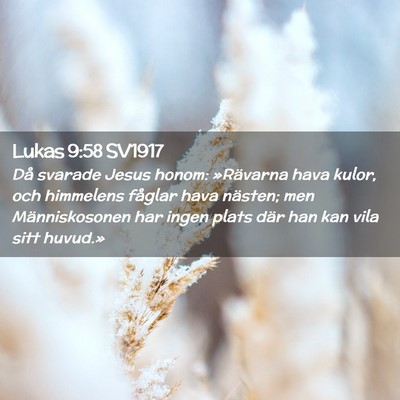Picture 02 - Lukas 9:58 SV1917 - Då svarade Jesus honom: »Rävarna hava kulor, - Bible Verse Picture