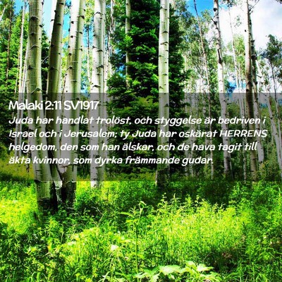 Picture 02 - Malaki 2:11 SV1917 - Juda har handlat trolöst, och styggelse är - Bible Verse Picture