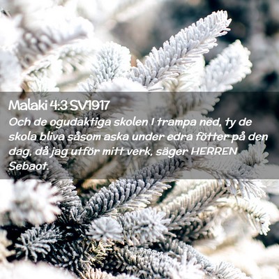 Picture 02 - Malaki 4:3 SV1917 - Och de ogudaktiga skolen I trampa ned, ty de - Bible Verse Picture