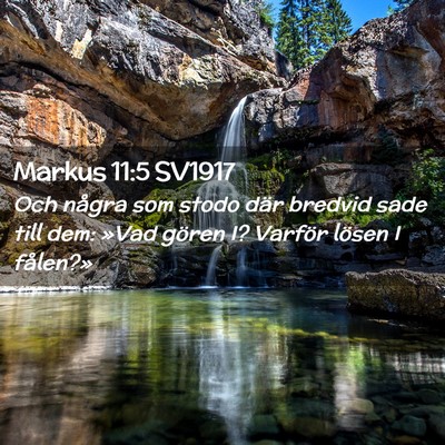 Picture 02 - Markus 11:5 SV1917 - Och några som stodo där bredvid sade till dem: - Bible Verse Picture