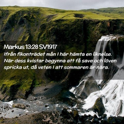 Picture 02 - Markus 13:28 SV1917 - Ifrån fikonträdet mån I här hämta en - Bible Verse Picture