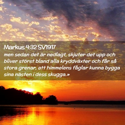 Picture 02 - Markus 4:32 SV1917 - men sedan det är nedlagt, skjuter det upp och - Bible Verse Picture