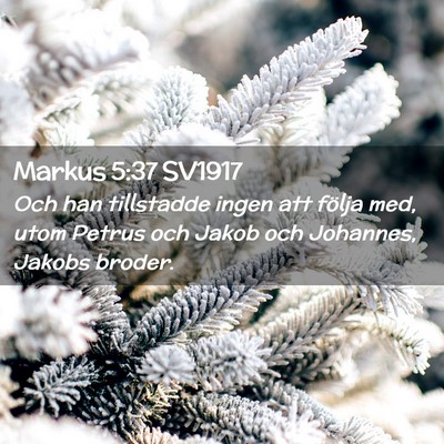 Picture 02 - Markus 5:37 SV1917 - Och han tillstadde ingen att följa med, utom - Bible Verse Picture