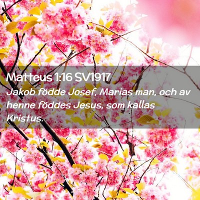 Picture 02 - Matteus 1:16 SV1917 - Jakob födde Josef, Marias man, och av henne - Bible Verse Picture