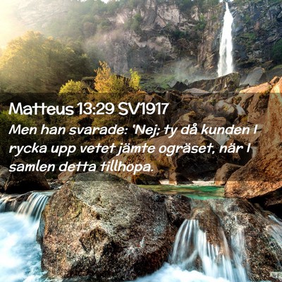 Picture 02 - Matteus 13:29 SV1917 - Men han svarade: 'Nej; ty då kunden I rycka upp - Bible Verse Picture