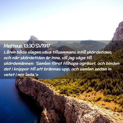 Picture 02 - Matteus 13:30 SV1917 - Låten båda slagen växa tillsammans intill - Bible Verse Picture