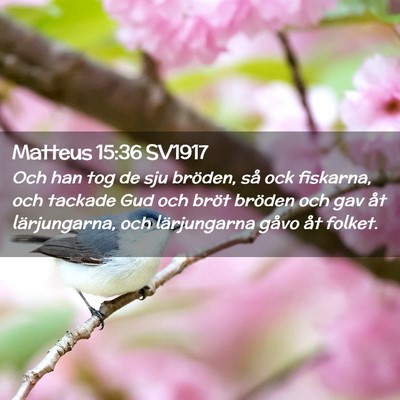 Picture 02 - Matteus 15:36 SV1917 - Och han tog de sju bröden, så ock fiskarna, och - Bible Verse Picture
