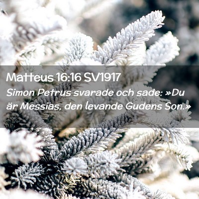 Picture 02 - Matteus 16:16 SV1917 - Simon Petrus svarade och sade: »Du är Messias, - Bible Verse Picture