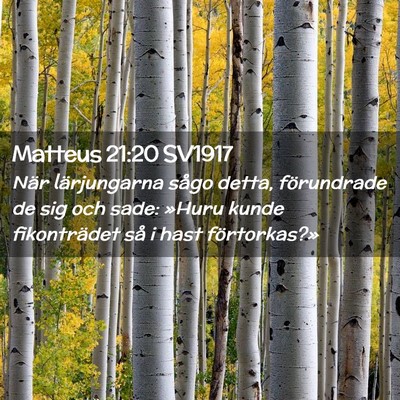 Picture 02 - Matteus 21:20 SV1917 - När lärjungarna sågo detta, förundrade de sig - Bible Verse Picture