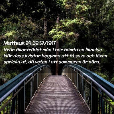 Picture 02 - Matteus 24:32 SV1917 - Ifrån fikonträdet mån I här hämta en - Bible Verse Picture