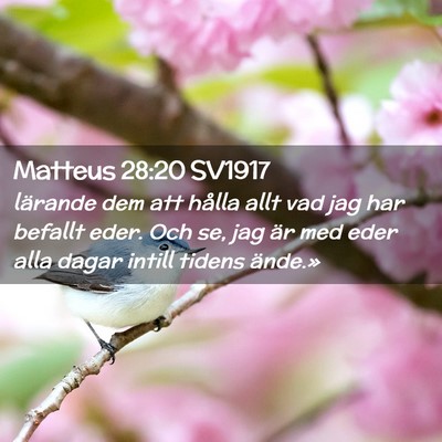 Picture 02 - Matteus 28:20 SV1917 - lärande dem att hålla allt vad jag har befallt - Bible Verse Picture