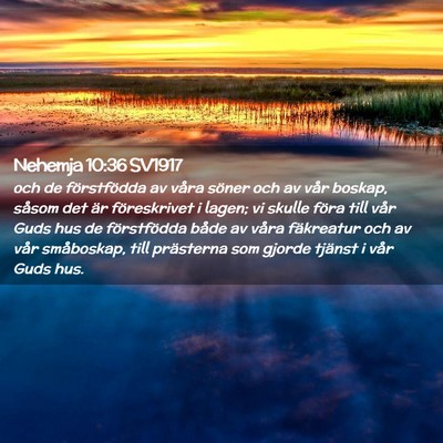 Picture 02 - Nehemja 10:36 SV1917 - och de förstfödda av våra söner och av vår - Bible Verse Picture
