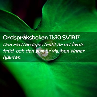 Picture 02 - Ordspråksboken 11:30 SV1917 - Den rättfärdiges frukt är ett livets träd, - Bible Verse Picture
