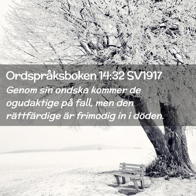 Picture 02 - Ordspråksboken 14:32 SV1917 - Genom sin ondska kommer de ogudaktige på fall, - Bible Verse Picture