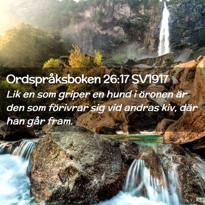 Picture 02 - Ordspråksboken 26:17 SV1917 - Lik en som griper en hund i öronen är den som - Bible Verse Picture