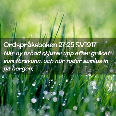 Picture 02 - Ordspråksboken 27:25 SV1917 - När ny brodd skjuter upp efter gräset som - Bible Verse Picture