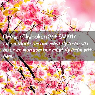 Picture 02 - Ordspråksboken 27:8 SV1917 - Lik en fågel som har måst fly ifrån sitt bo - Bible Verse Picture