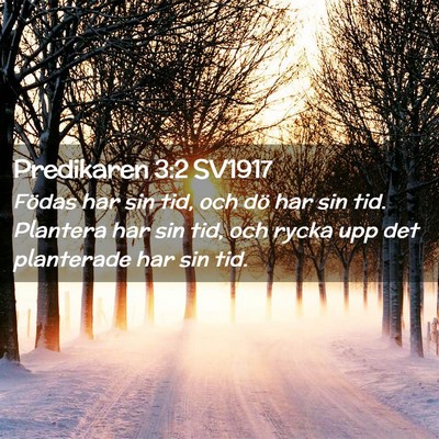 Picture 02 - Predikaren 3:2 SV1917 - Födas har sin tid, och dö har sin tid. Plantera - Bible Verse Picture