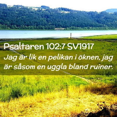 Picture 02 - Psaltaren 102:7 SV1917 - Jag är lik en pelikan i öknen, jag är såsom - Bible Verse Picture