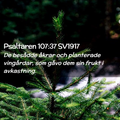 Picture 02 - Psaltaren 107:37 SV1917 - De besådde åkrar och planterade vingårdar, som - Bible Verse Picture
