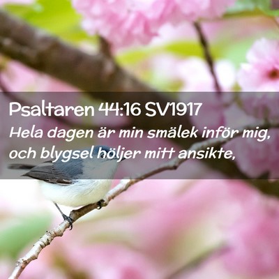 Picture 02 - Psaltaren 44:16 SV1917 - Hela dagen är min smälek inför mig, och - Bible Verse Picture