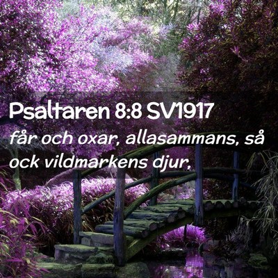 Picture 02 - Psaltaren 8:8 SV1917 - får och oxar, allasammans, så ock vildmarkens - Bible Verse Picture