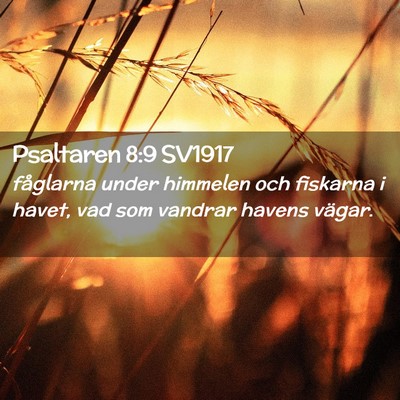 Picture 02 - Psaltaren 8:9 SV1917 - fåglarna under himmelen och fiskarna i havet, - Bible Verse Picture