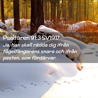 Picture 02 - Psaltaren 91:3 SV1917 - Ja, han skall rädda dig ifrån fågelfängarens - Bible Verse Picture